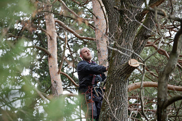 How Our Tree Care Process Works  in  Georgetown, IN