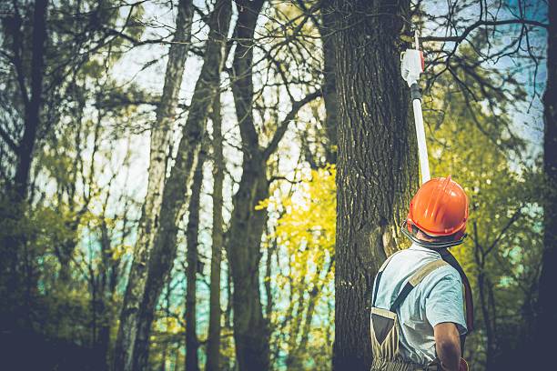 Best Tree Trimming and Pruning  in Georgetown, IN